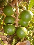 Растение для приготовления мыла